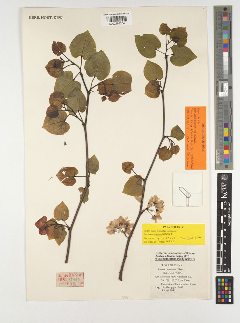 Cercis racemosa photo 3