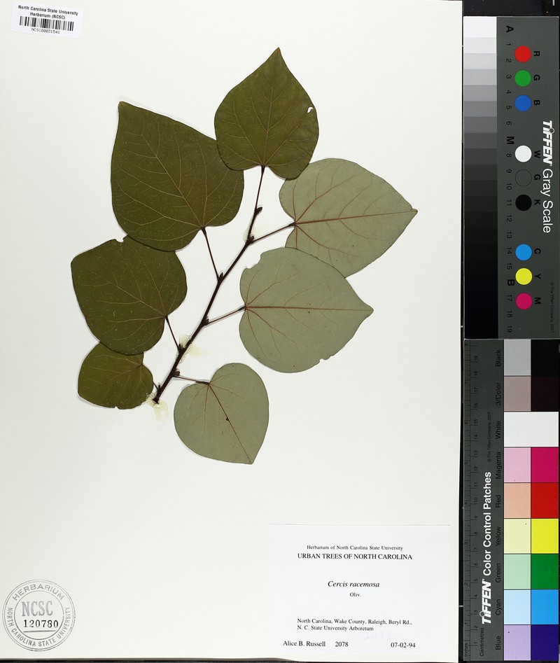 Cercis racemosa photo 4