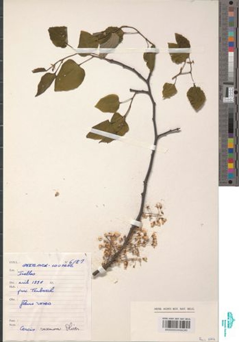 Cercis racemosa photo 5