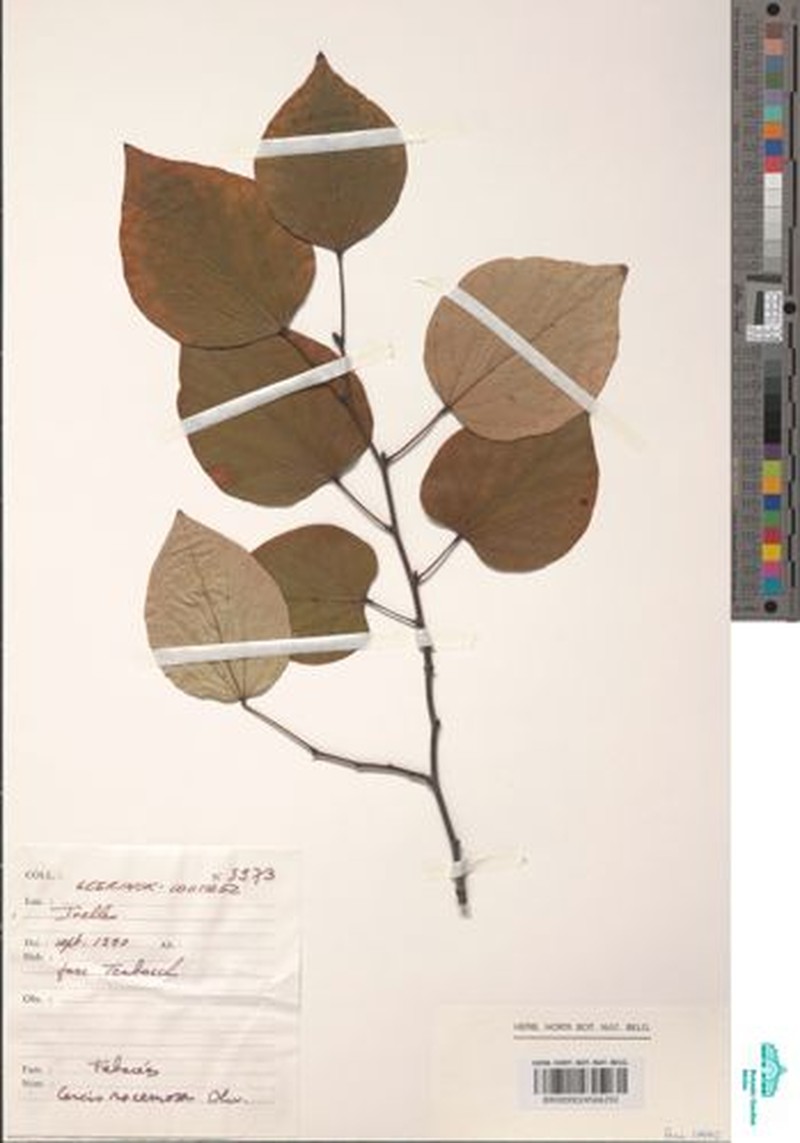 Cercis racemosa photo 6