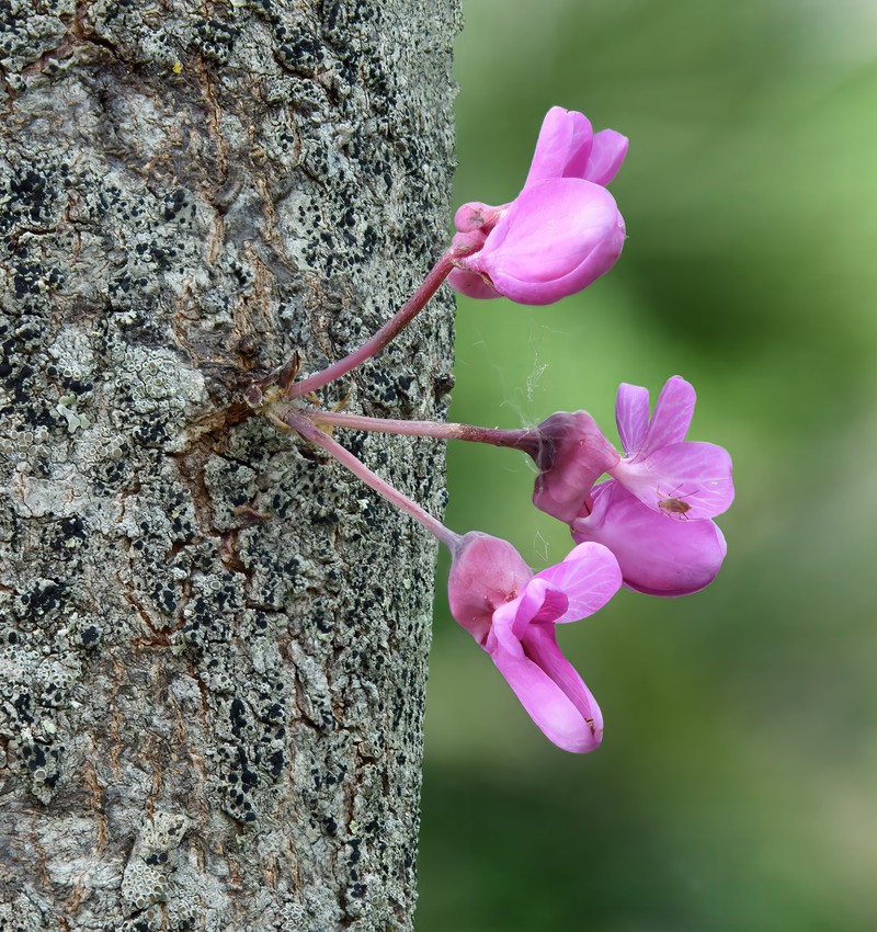 Judas-Tree photo 5