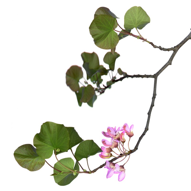 Judas-Tree photo 6