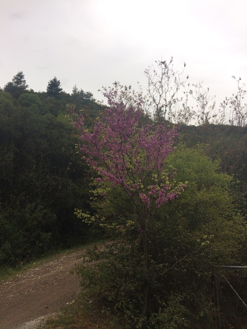 Judas-Tree photo 7