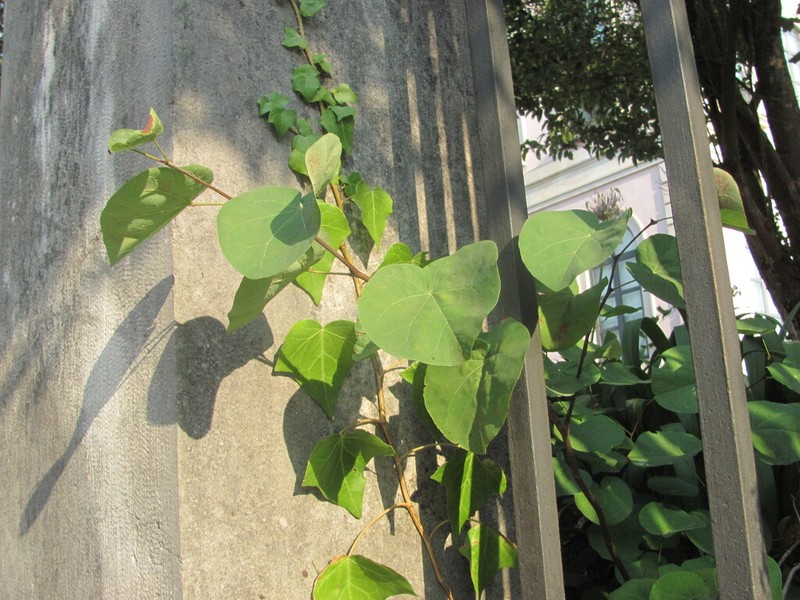Judas-Tree photo 8