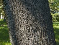 Judas-Tree