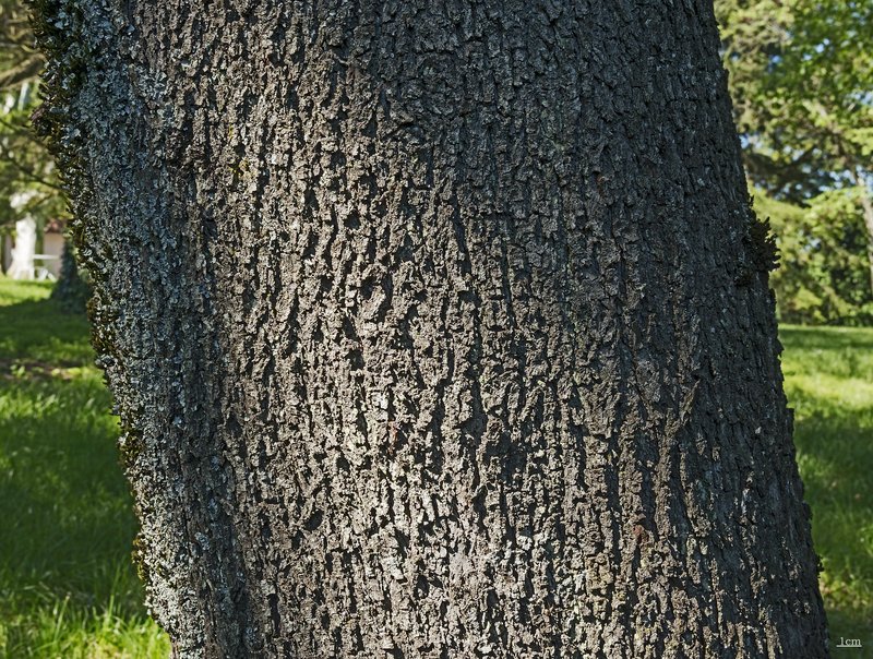 Judas-Tree