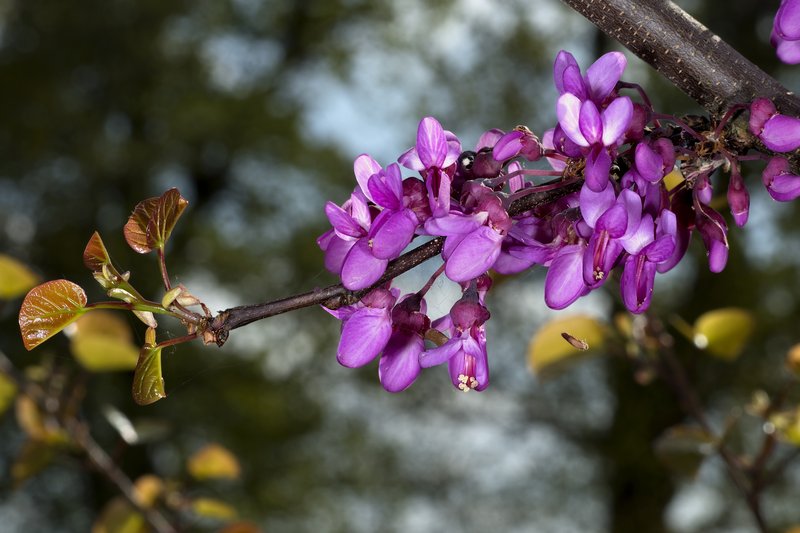 Judas-Tree
