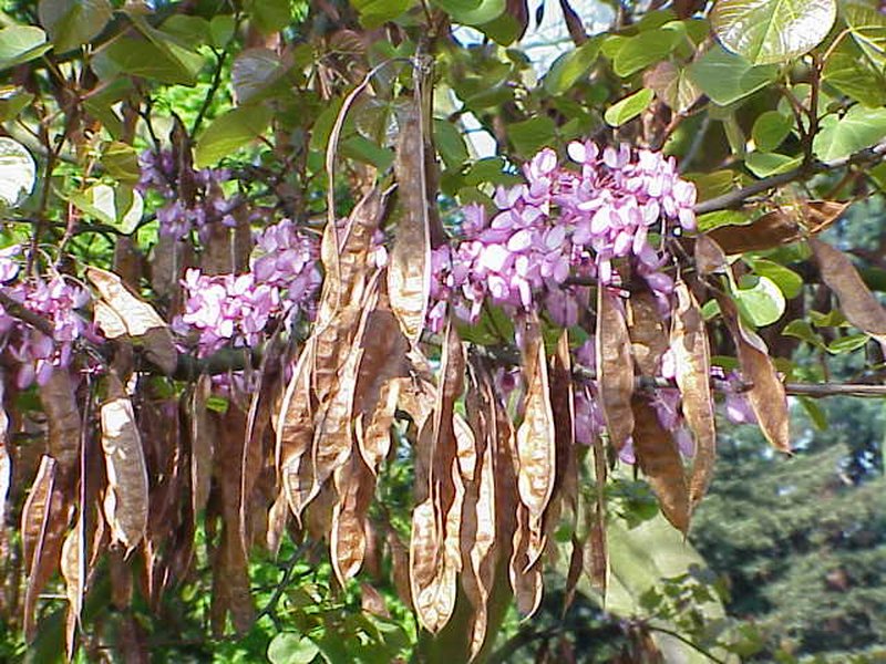 Judas-Tree photo 3