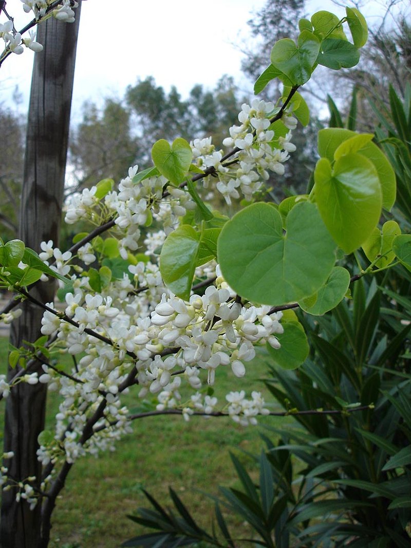 Judas-Tree photo 4