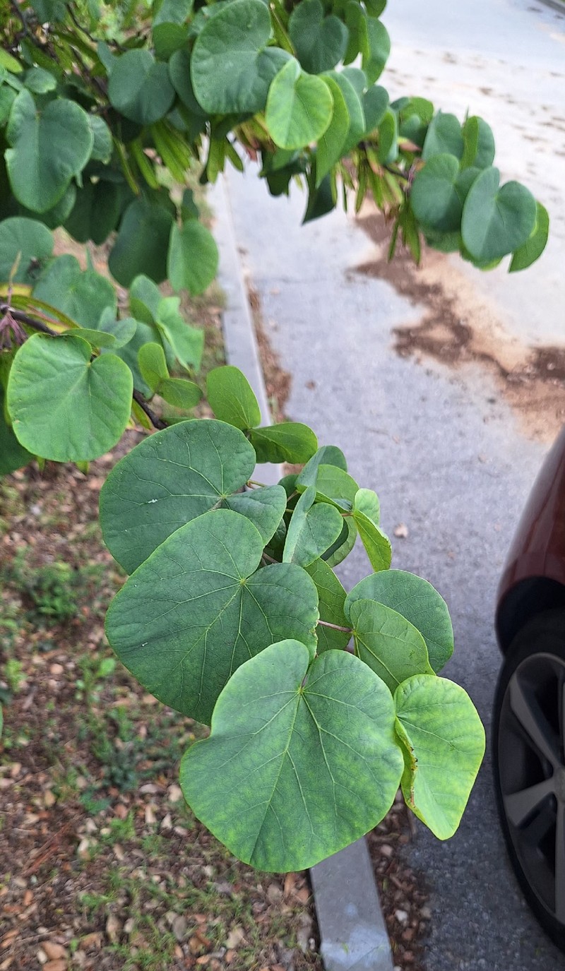 Cercis siliquastrum subsp. siliquastrum
