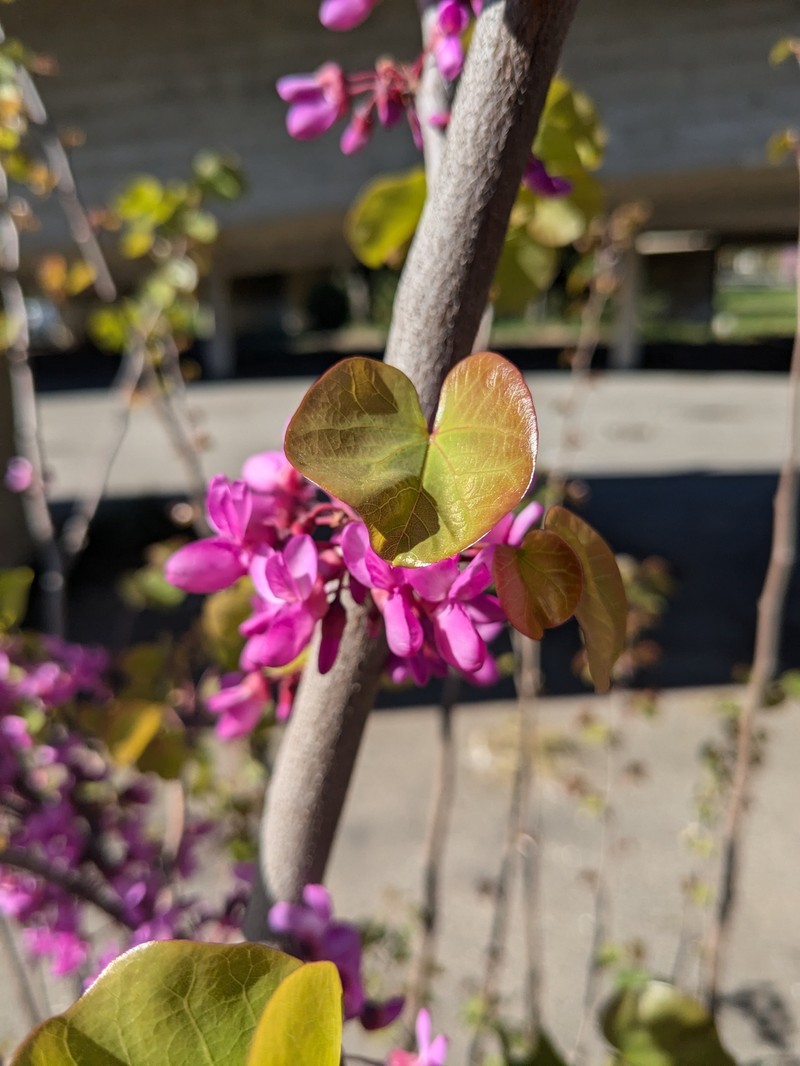 Cercis siliquastrum subsp. siliquastrum photo 2