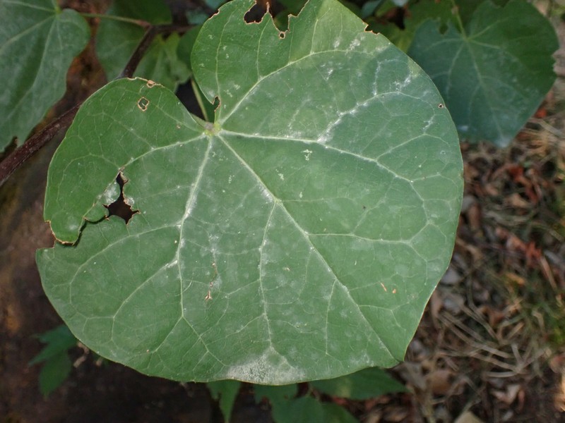 Cercis siliquastrum subsp. siliquastrum photo 3