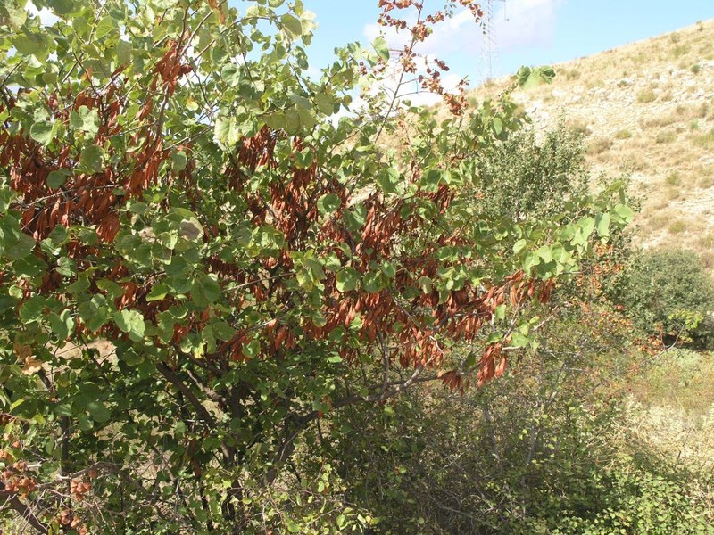 Cercis siliquastrum subsp. siliquastrum photo 4