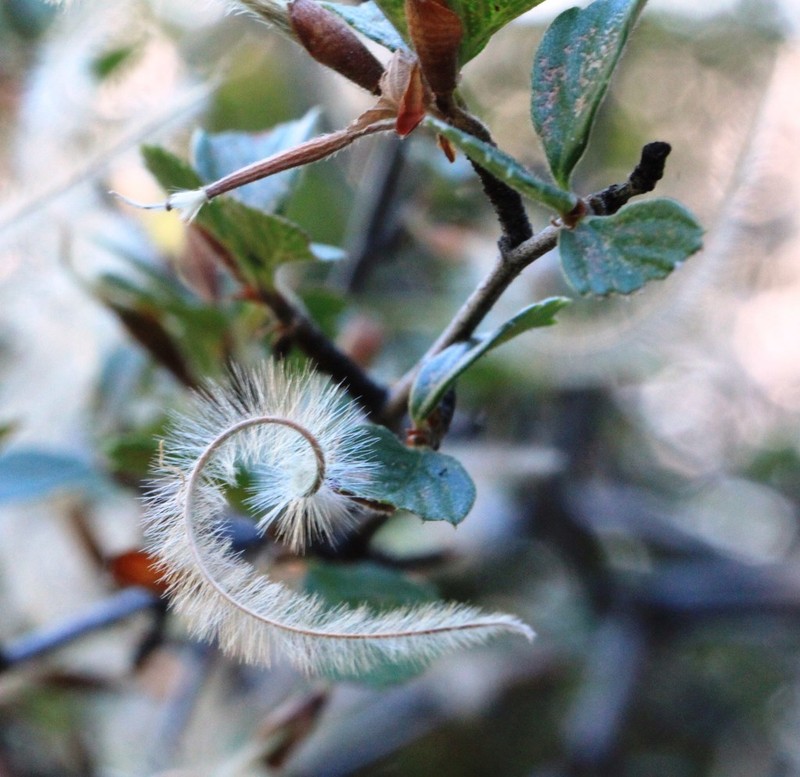 Cercocarpus betuloides