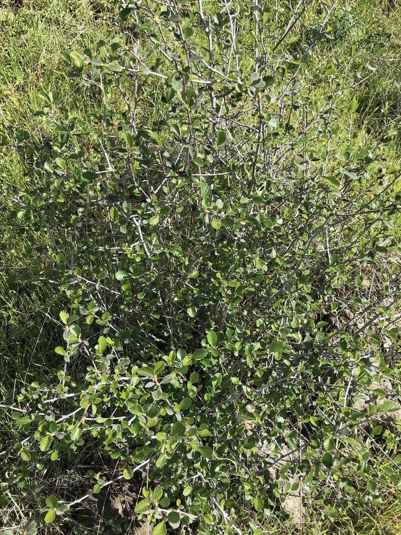Cercocarpus betuloides photo 2