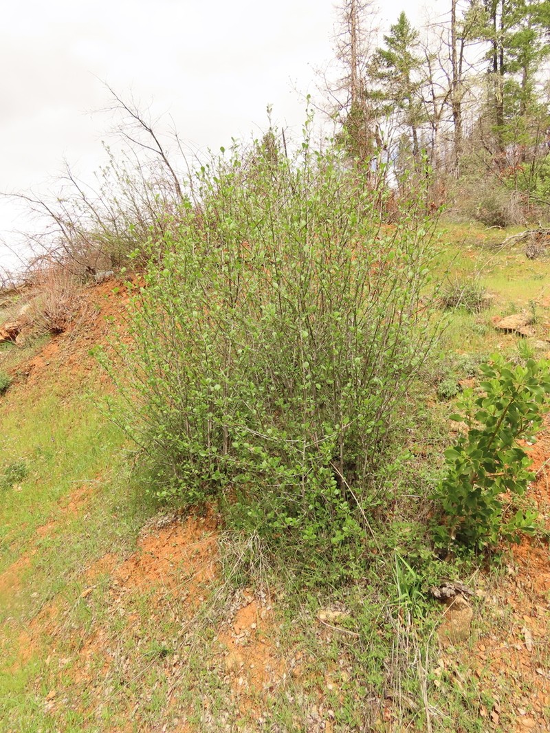 Cercocarpus betuloides photo 3