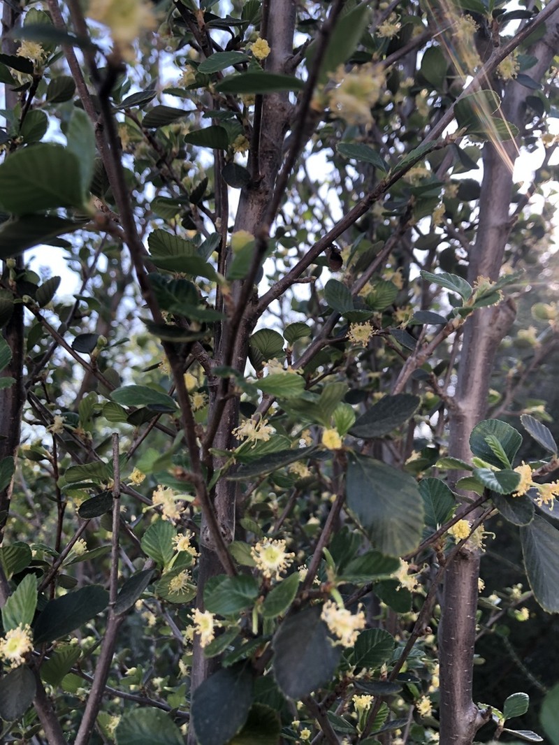 Cercocarpus betuloides photo 4