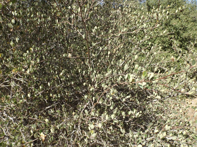Cercocarpus betuloides photo 5