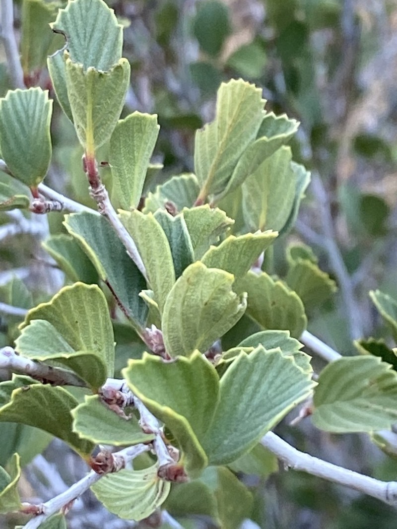 Cercocarpus betuloides photo 7