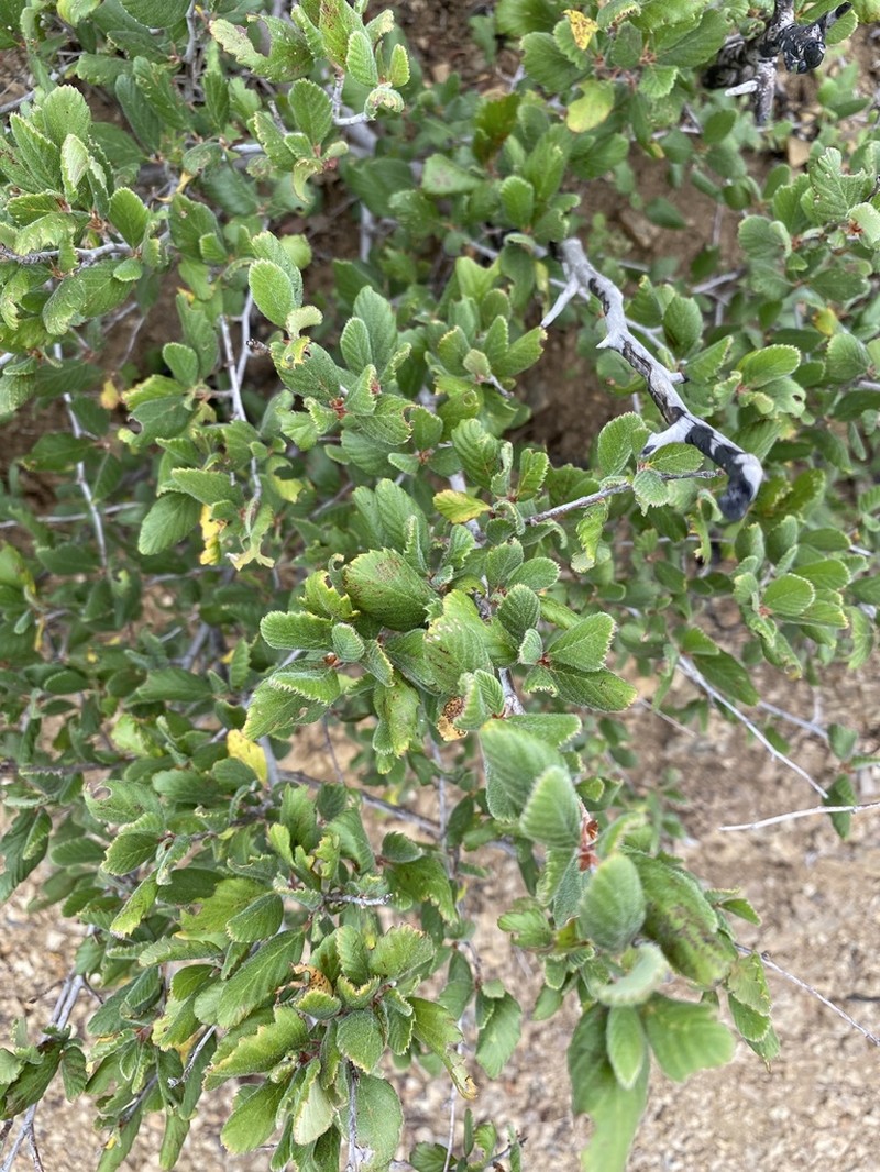 Cercocarpus betuloides photo 8