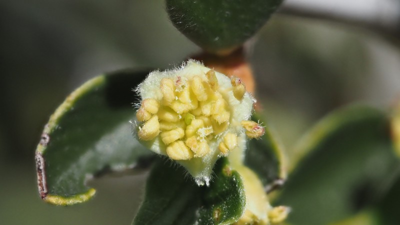 Cercocarpus betuloides var. betuloides