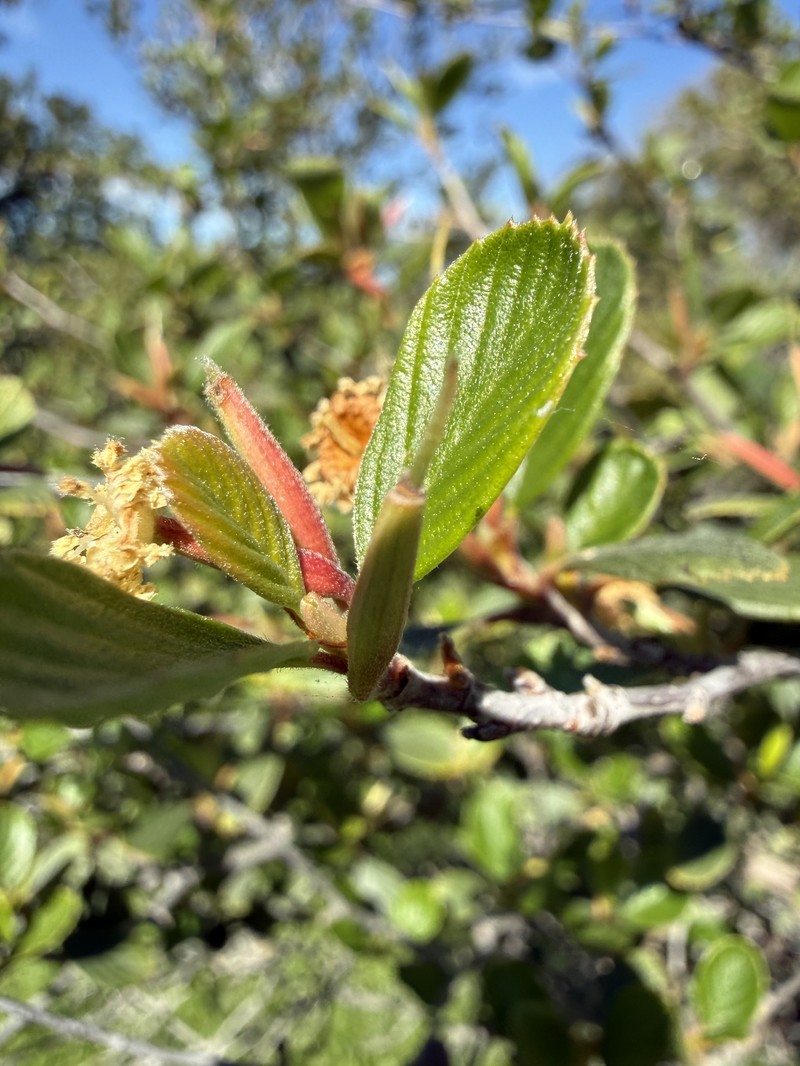 Cercocarpus betuloides var. betuloides photo 2
