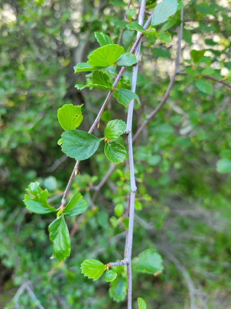 Cercocarpus betuloides var. betuloides photo 3