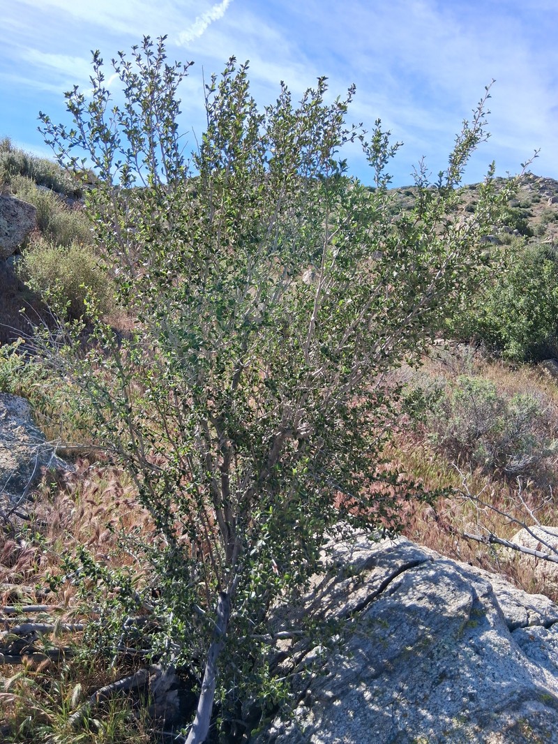 Cercocarpus betuloides var. betuloides photo 4