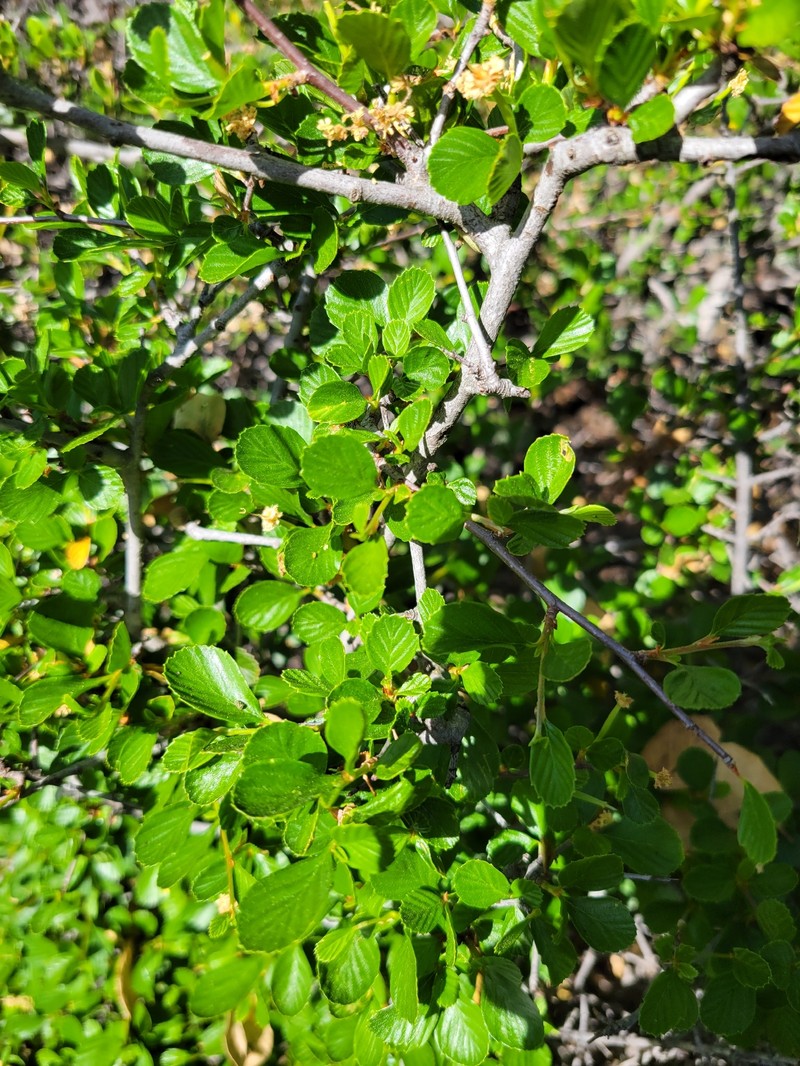 Cercocarpus betuloides var. betuloides photo 5