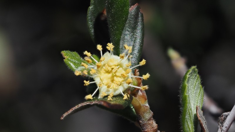 Cercocarpus betuloides var. betuloides photo 6