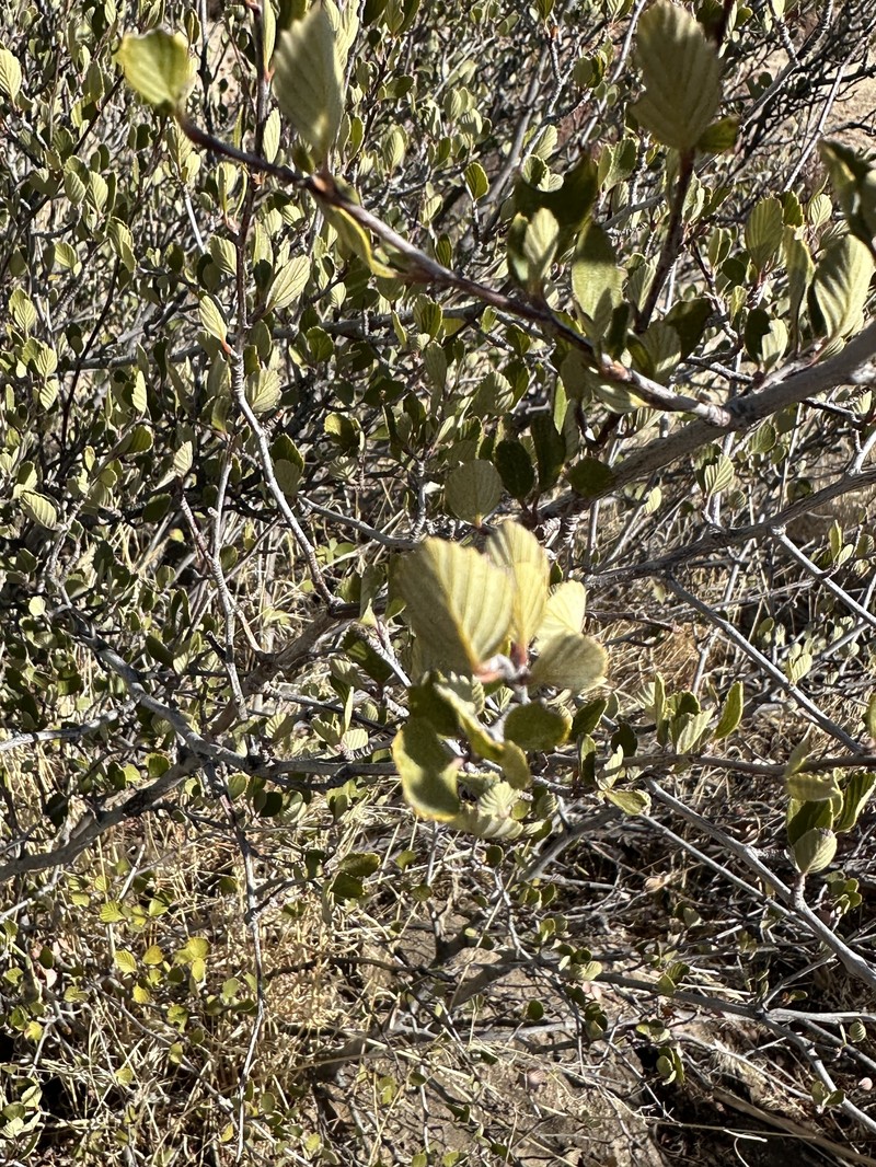 Cercocarpus betuloides var. betuloides photo 8