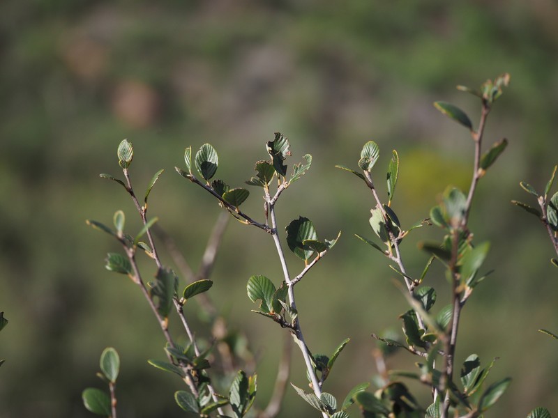 Cercocarpus betuloides var. blancheae
