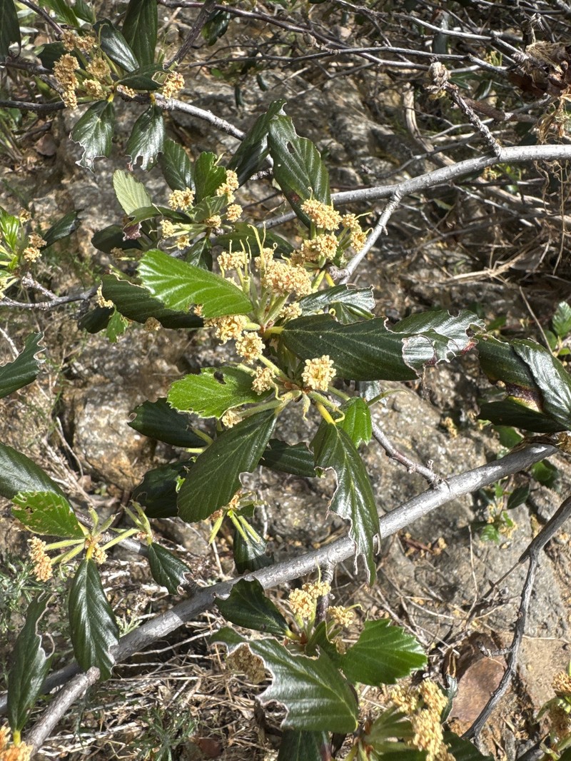 Cercocarpus betuloides var. blancheae photo 2