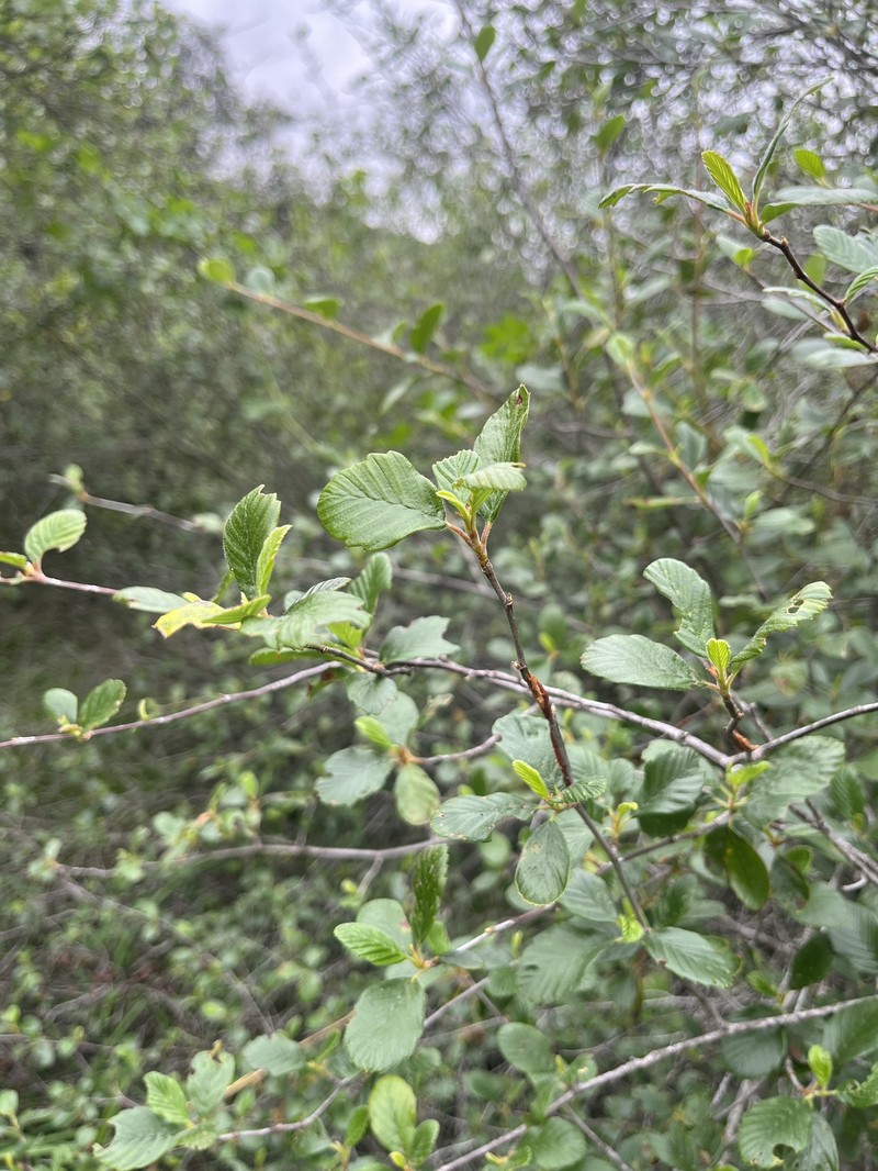Cercocarpus betuloides var. blancheae photo 3