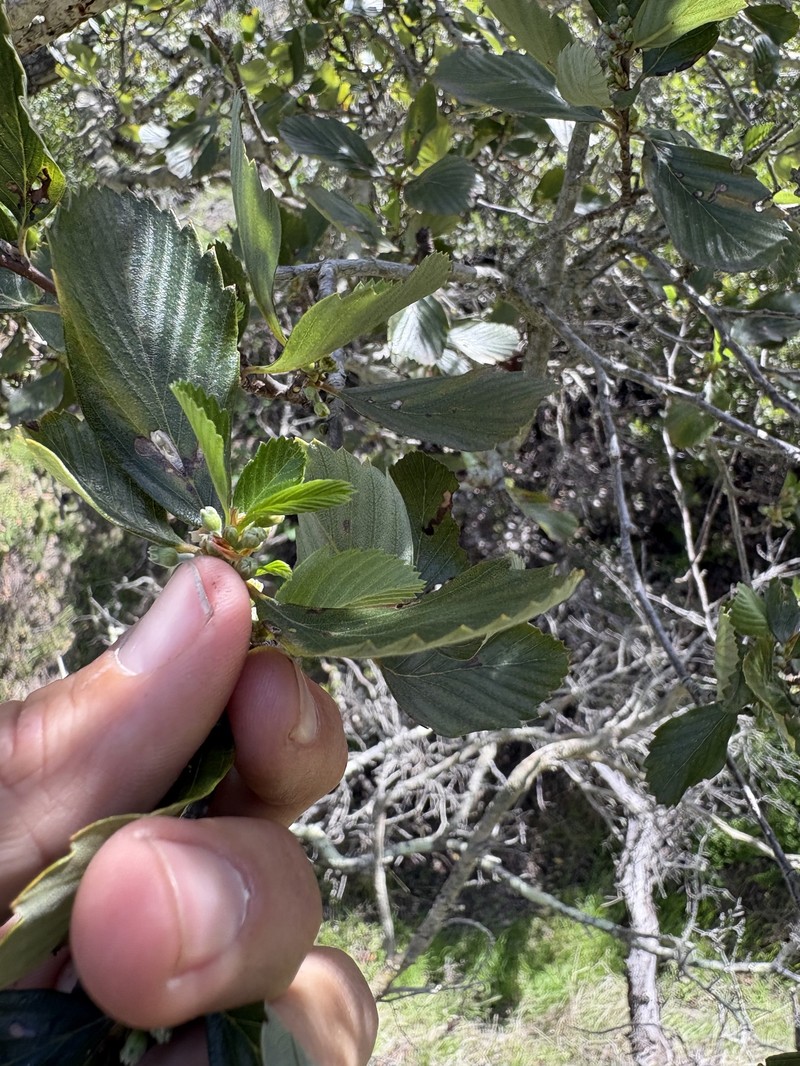 Cercocarpus betuloides var. blancheae photo 4