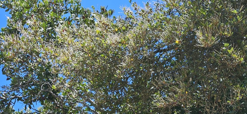 Cercocarpus betuloides var. blancheae photo 5