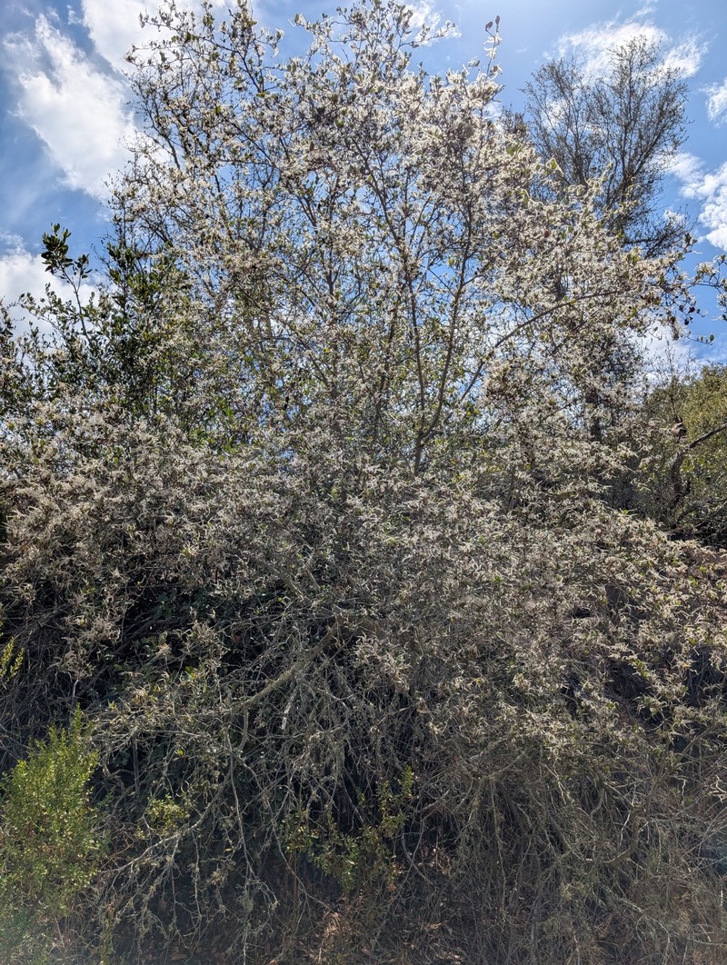 Cercocarpus betuloides var. blancheae photo 6
