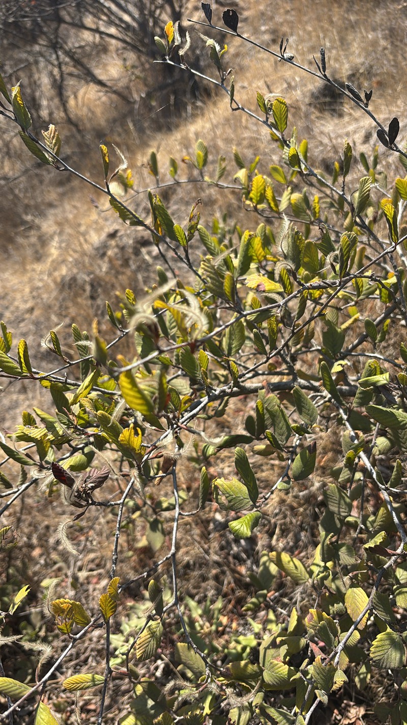 Cercocarpus betuloides var. blancheae photo 7