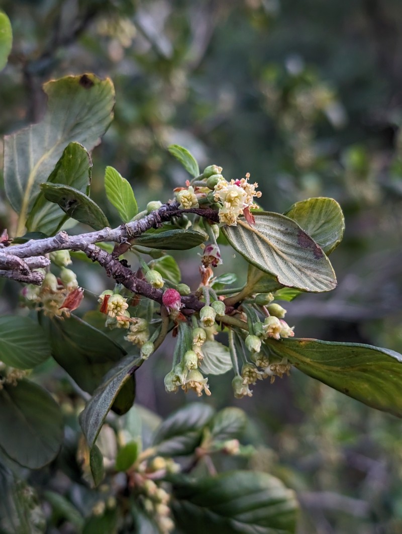 Cercocarpus betuloides var. blancheae photo 8