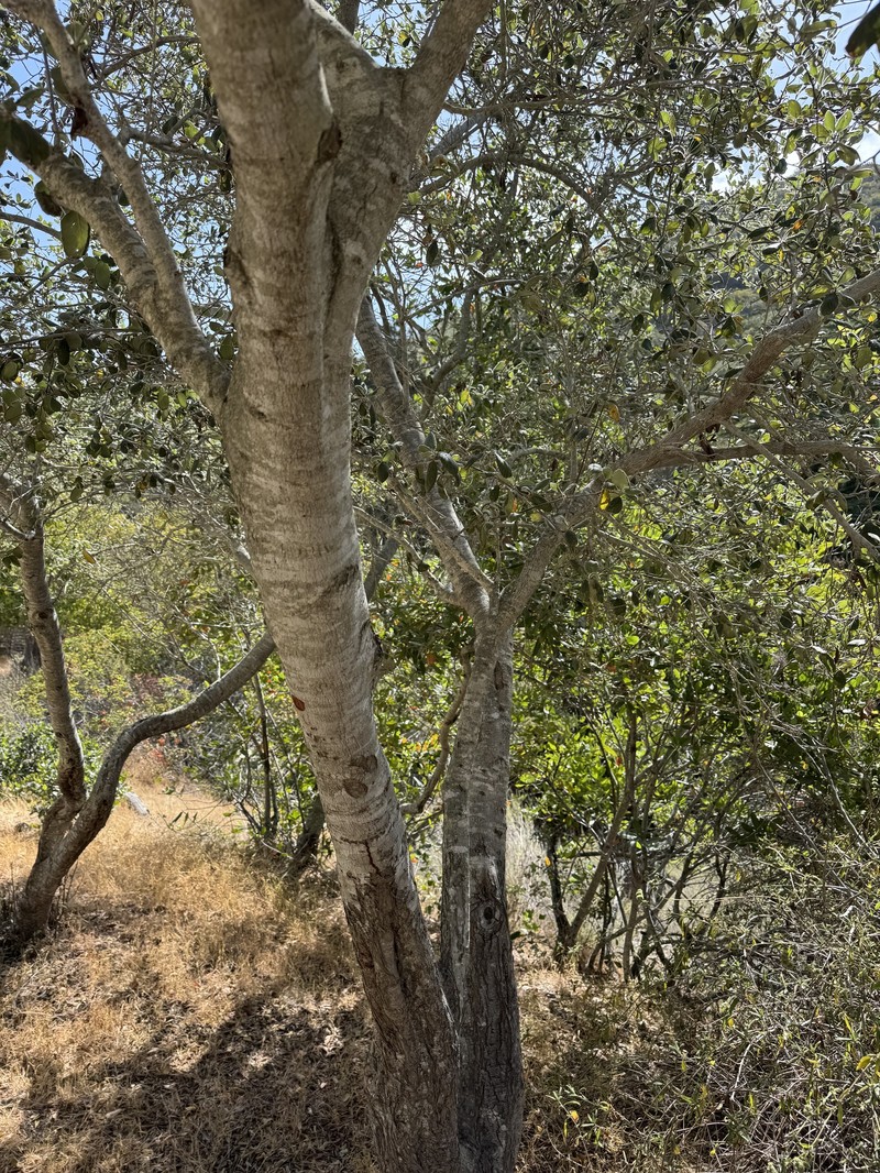 Catalina Island Mountain Mahogany