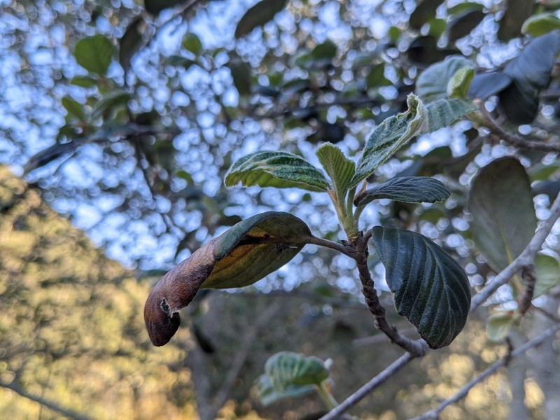 Catalina Island Mountain Mahogany photo 2