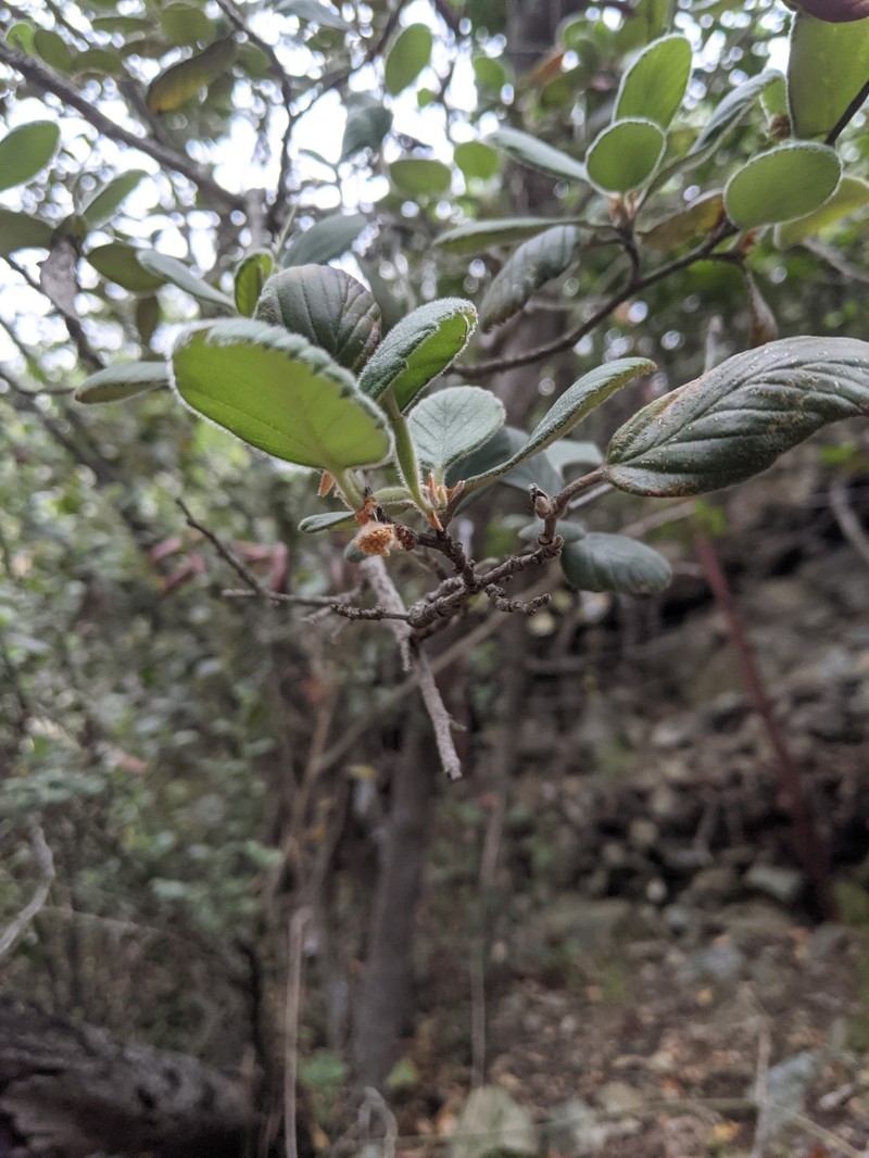 Catalina Island Mountain Mahogany photo 3