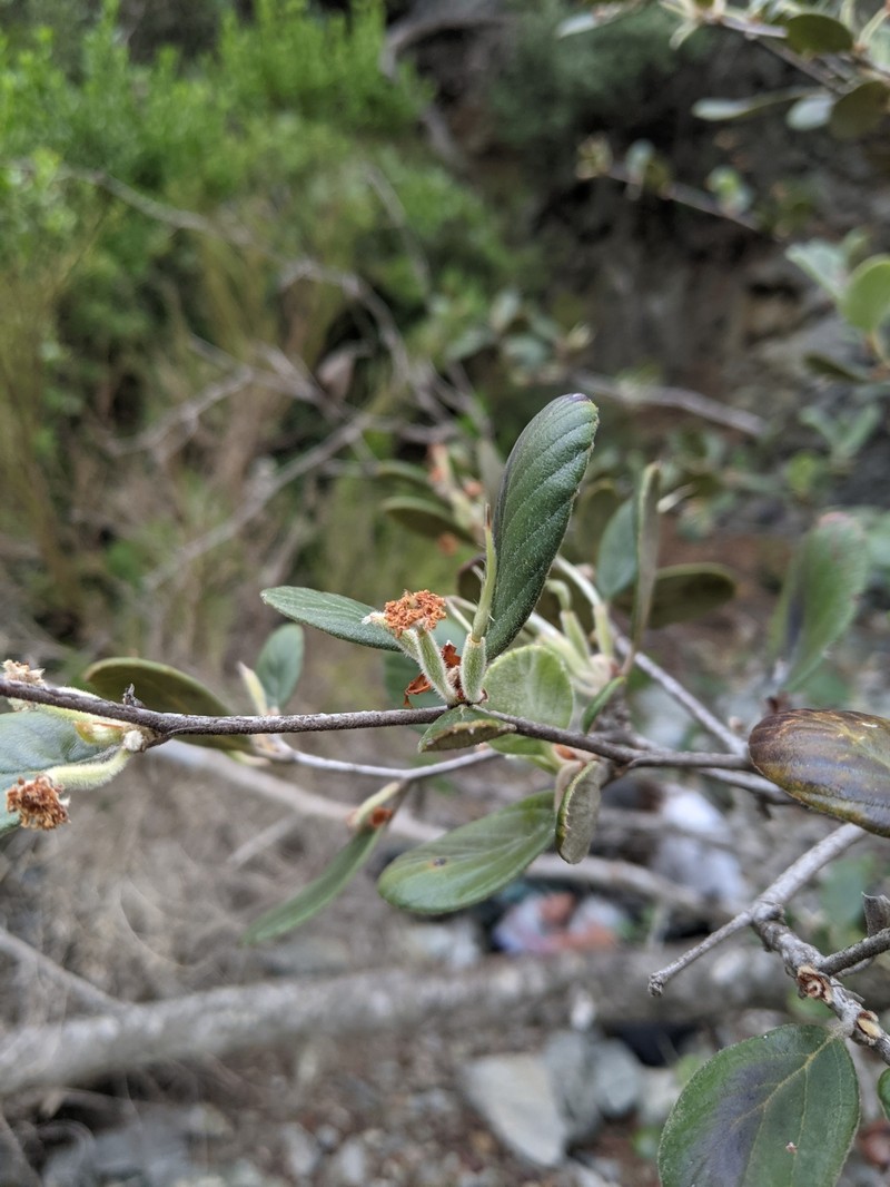 Catalina Island Mountain Mahogany photo 4