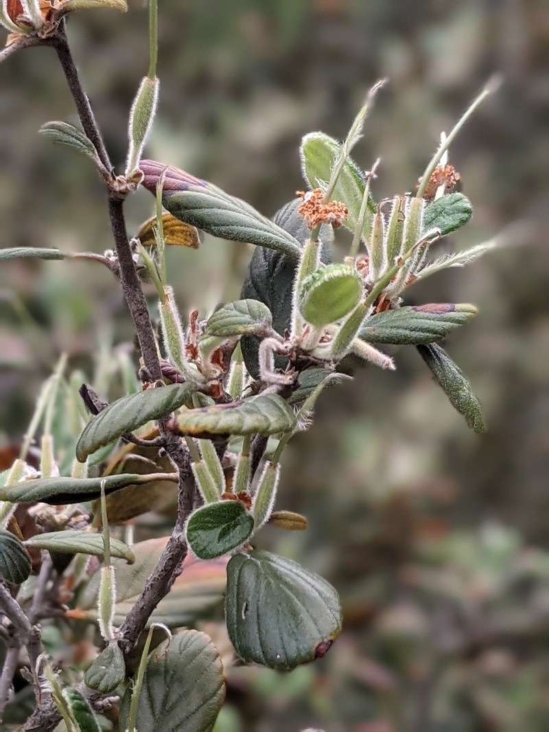 Catalina Island Mountain Mahogany photo 5