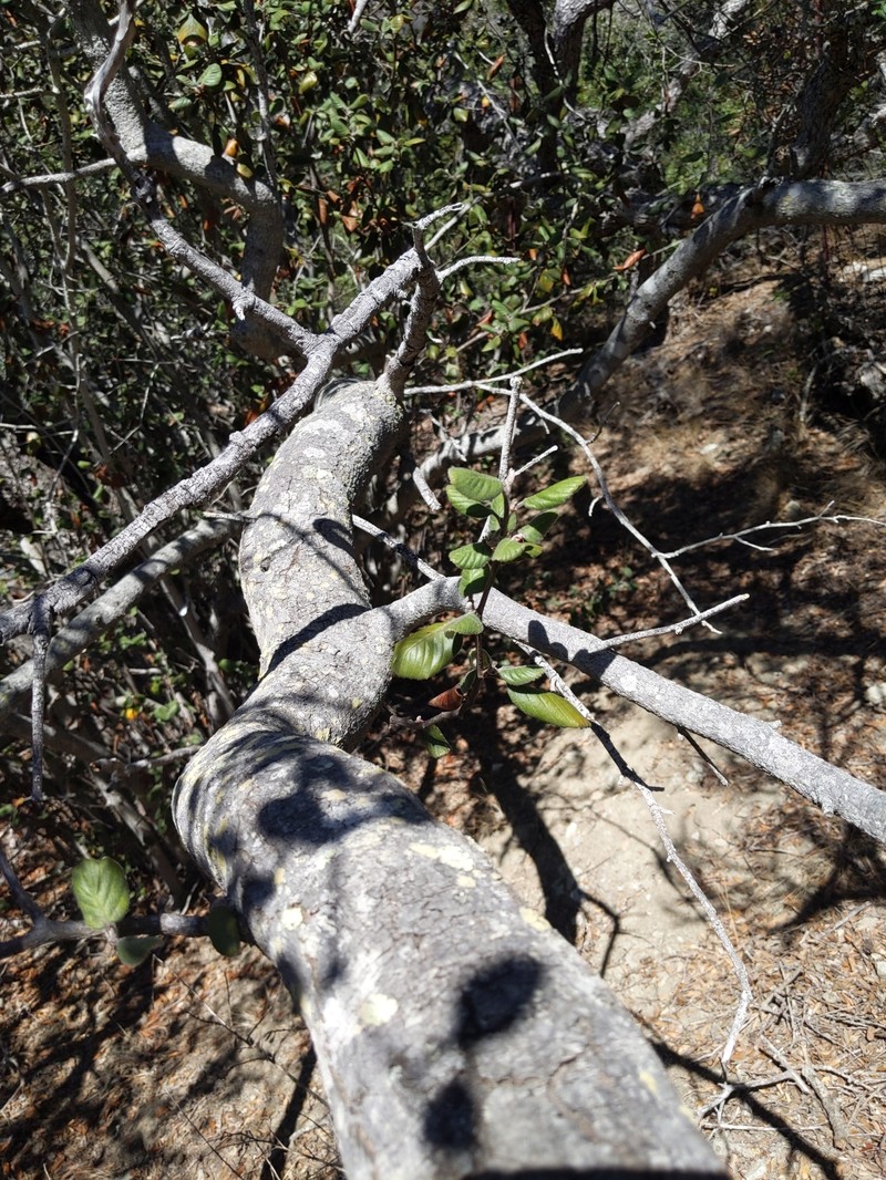 Catalina Island Mountain Mahogany photo 6