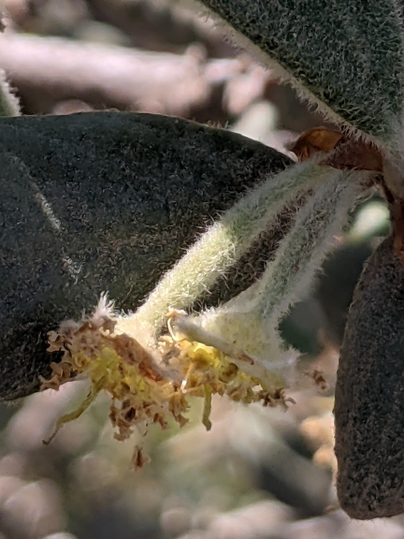 Catalina Island Mountain Mahogany photo 7