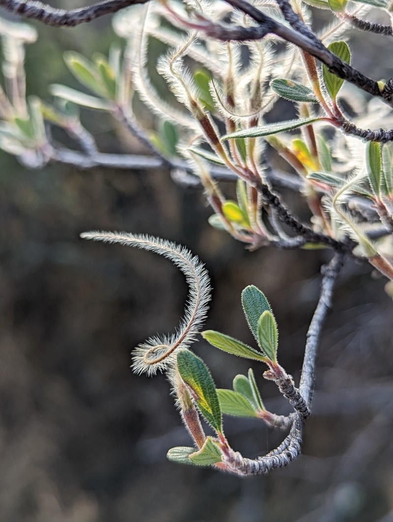 Cercocarpus breviflorus