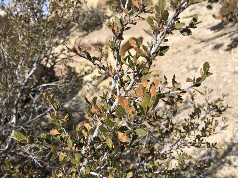 Cercocarpus breviflorus photo 2