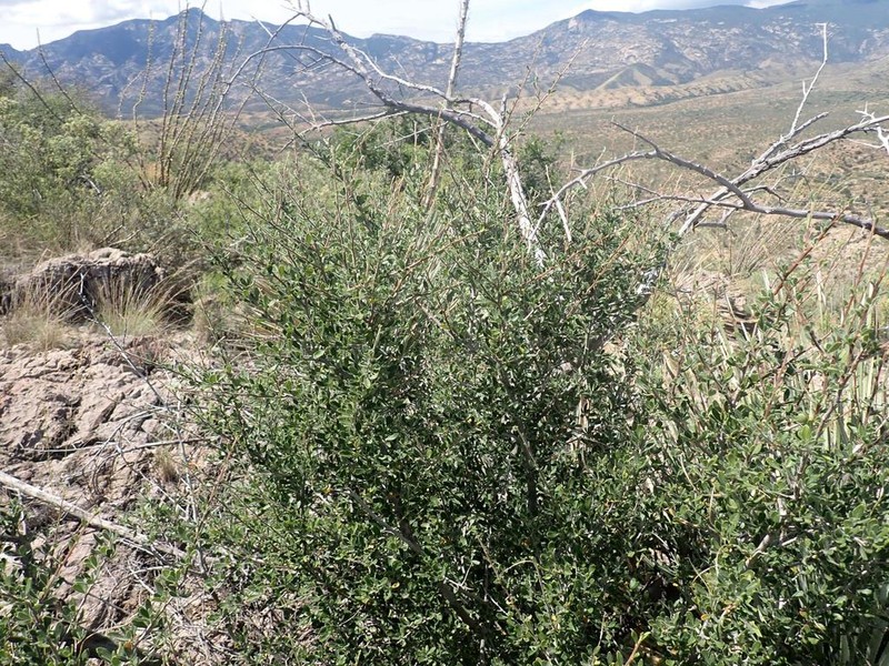 Cercocarpus breviflorus photo 3