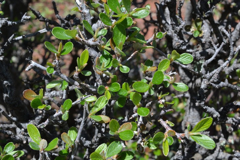 Cercocarpus breviflorus photo 4